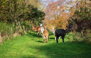 Davids Hill Alpaca Tours