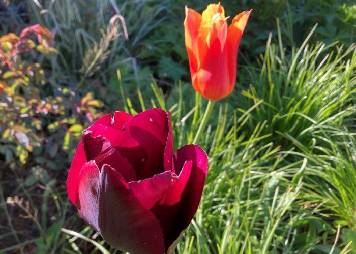 Tulip Planting Days at Hospitalfield