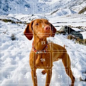 Visit Angus Advent Calendar Cover