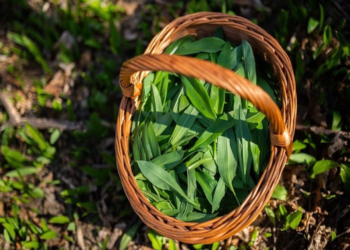 Glamis Castle Foraging Basket