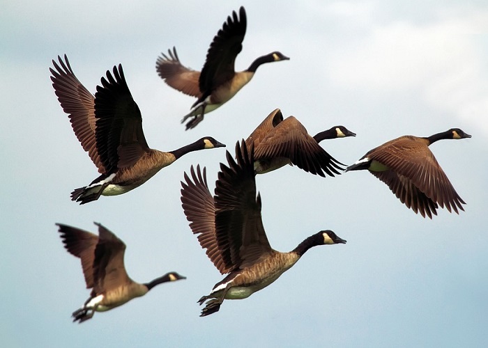 Geese in Flight