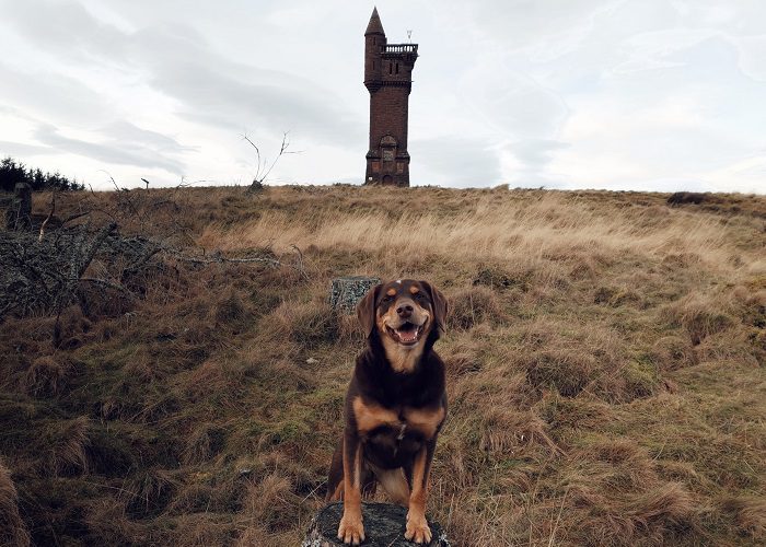 Dog at Airlie Monument