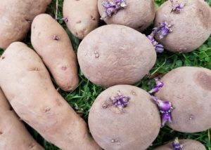 Potato Planting at Hospitalfield