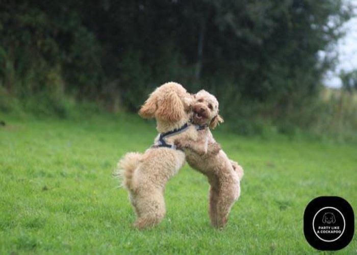 Cockapoos