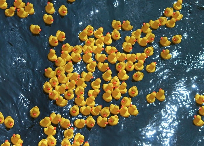 Duck Race