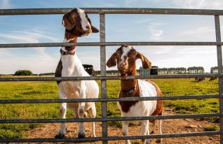 Newton Farm Tours